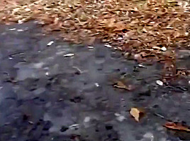 Alana Smith Flashing - British teen 18+ pussy in the park