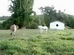 Brazilian Cowboys