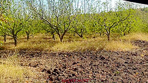 Cumming in my panties even the apple orchard