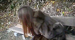 Exhibe dans la rue nue sous Step son manteau