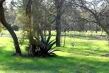 Handjob Blowjob From Stranger On Bike Ride
