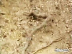 Japanese women getting their tits caught on a