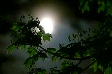 Mature, Japanese Video