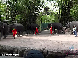 Piper Perri in Piper feeds lots of animals at Safari World - ATKGirlfriends