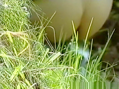 Women spied in forest pissing