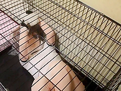cocoasoft japanese bondage breathplay kigurumi bondage wsm_mikeneko_cage